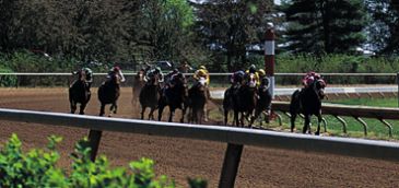 Sample picture of a thoroughbred horse race